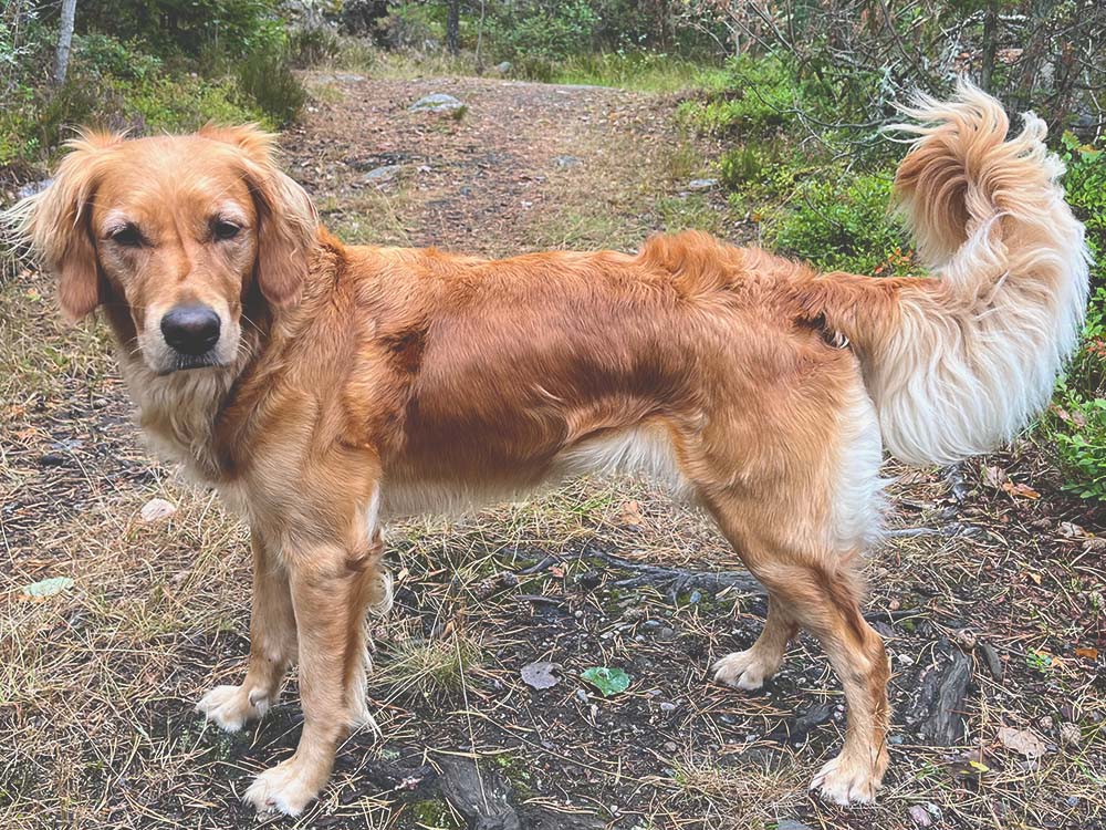 Sansa (Alwaysgoldens Sansa SE30106/2019)