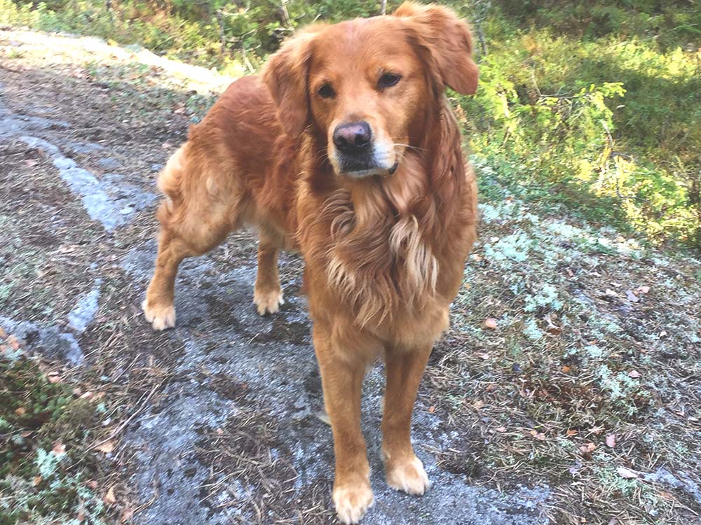 Ludde (Alwaysgoldens Isildur SE22453/2013)